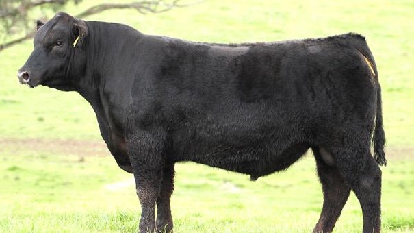 Irelands Angus Kelleher K34 was sold in the stud's August 2015 sale.