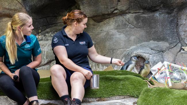 Marine wildlife officers Gemma Rogers and Renee Barber with Biggie and Guiness, the little blue penguins, after their transfer from Sea Life Sunshine Coast to Coffs Harbour.