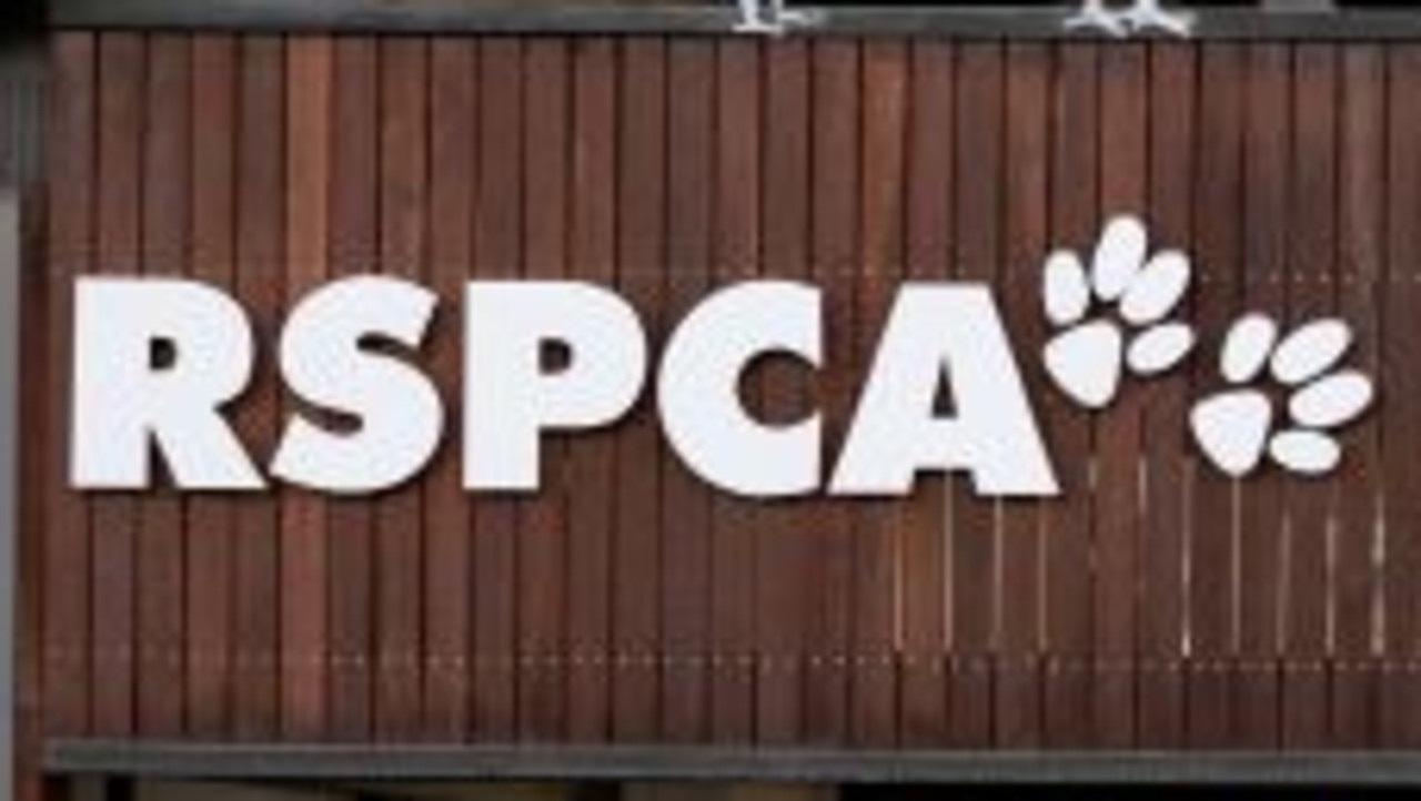 RSPCA Queensland former staff and members call for state government ...