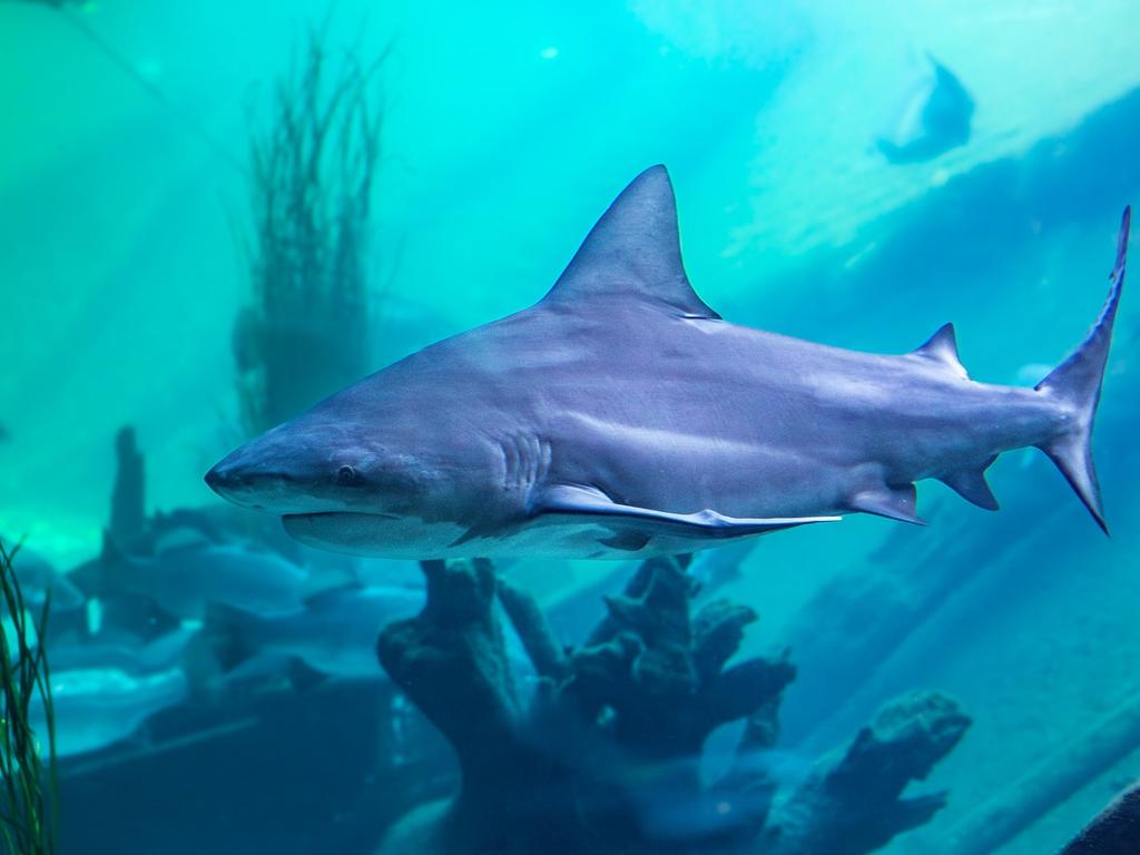 Sydney Zoo is deeply saddened to confirm the recent loss of two bull sharks in their aquarium. Picture: Sydney Zoo