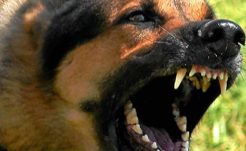 Council confirms angry dogs found roaming streets | The Courier Mail