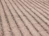 Canola crops face patchy start