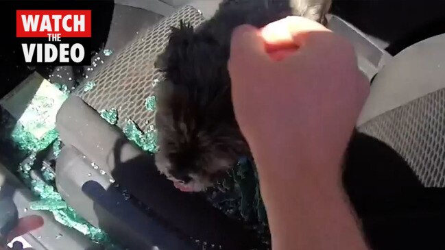 Police in England rescue dog trapped in car amid heatwave by smashing window