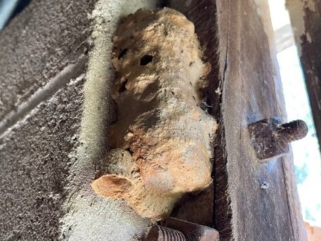 A paper wasp nest. Picture: Supplied