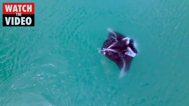 Mantaray swimming off Darwin coast