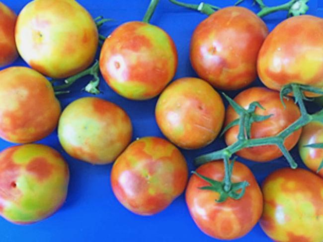 Examples of fruit affected by tomato brown rugose fruit virus. Picture: Department of Primary Industries