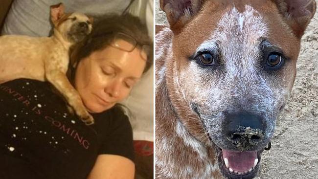 Nicole Freeman shares story of red cattle dog Whitnail to save Stumers Creek off leash dog beach from Sunshine Coast Council. Picture: Facebook/Nicole Freeman.