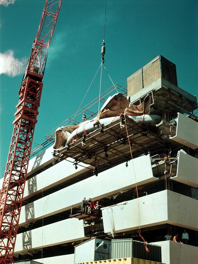 Blue whale being craned into the Francis Street building circa 1970 (c) WA Museum