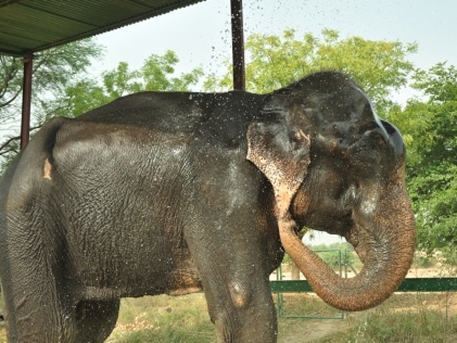 A nice bath ... Raju enjoys a little comfort at last. Picture: Wildlife SOS India