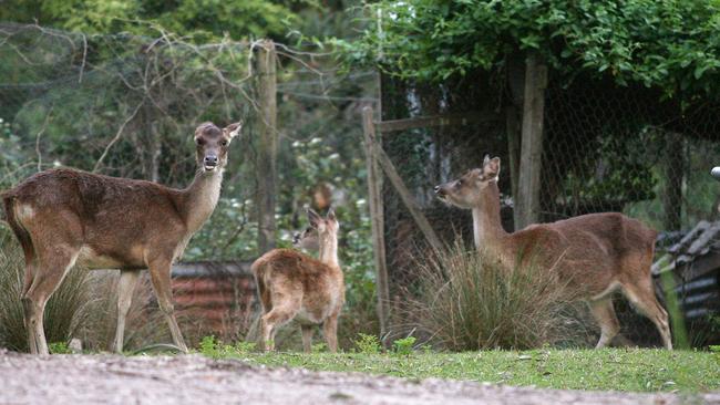 Deer in Sydney's south have long been slaughtered by trophy hunters in a spate of attacks close to homes.