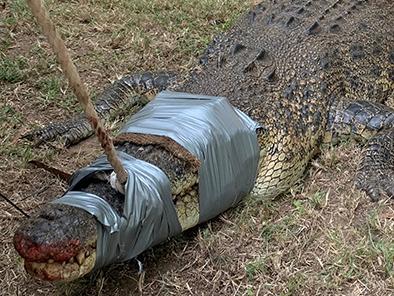 A 3.1m croc was found lurking on a property in Bees Creek. Picture; Supplied