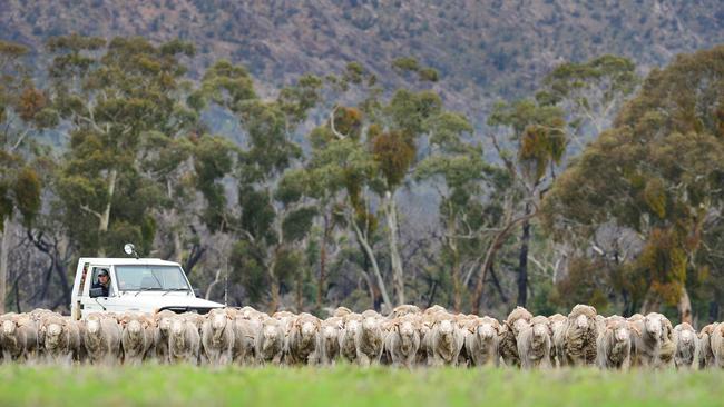 LIVESTOCK: Glenpaen Merino StudGlenpaen Merino stud, Rod and Sue Miller at Brimpaen.Generic Merino sheep. Ram. Ewe.Pictured: On property sale rams for 2015. Grampians in the background.PICTURE: ZOE PHILLIPS