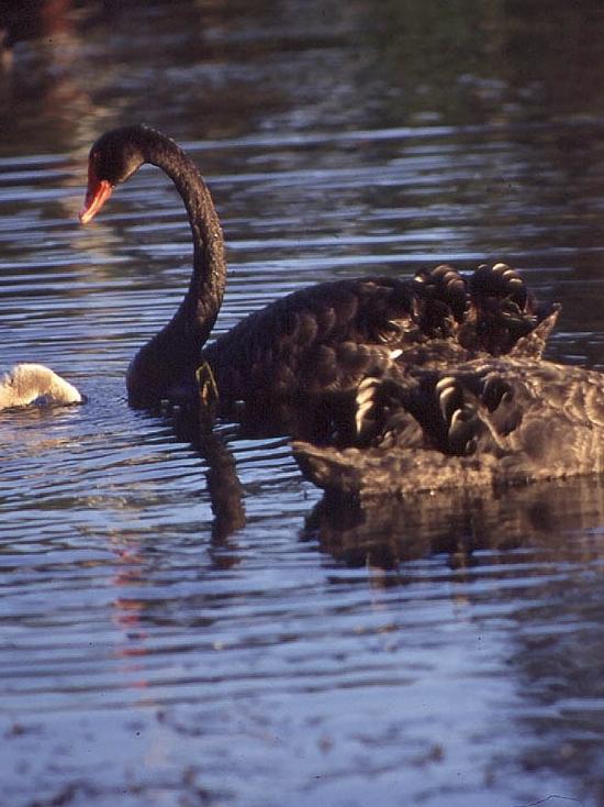 Black swans on the River Swan in Perth.