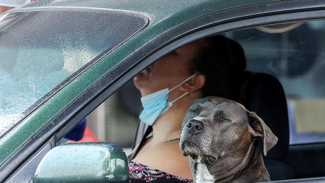 COVID testing sites across Melbourne continue to have delays. A woman has a coronavirus test while her dog prefers to look away in the drive through site at Shorten Reserve Carpark in West Footscray. Picture: Ian Currie