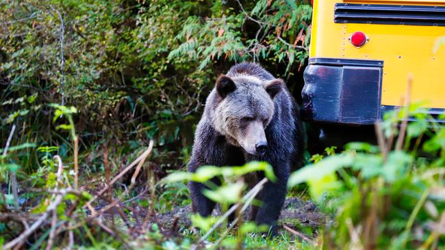 Tom directs our attention to a grizzly bear emerging from behind our bus, just footsteps away. Picture: Vashti Newcomb.