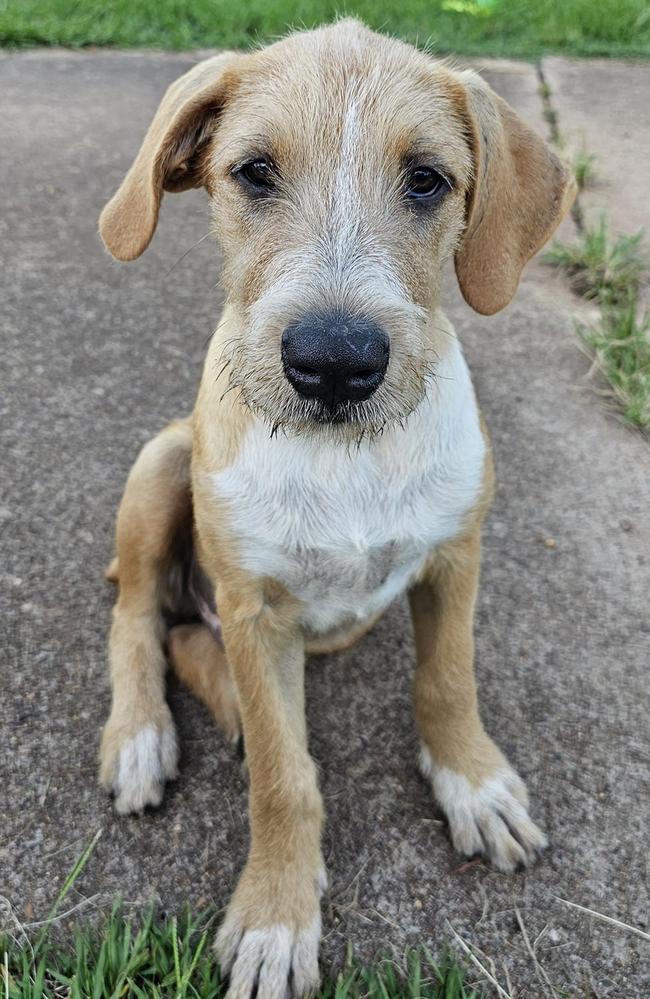 Odin: Kasey Jayne's 4 month old Wolfhound x Smithfield
