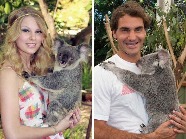 Celebrity koala cuddles art work