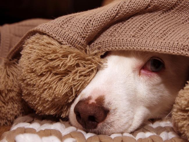 Dogs of Oz stressed dogs for Petbarn story. SICK OR SCARED DOG COVERED WITH A WARM  TASSEL BLANKET