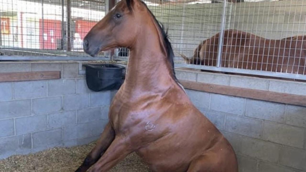 Sharryn Livingston’s two-year-old Thelwell rests in his box ahead of the Magic Millions - Picture: Supplied.