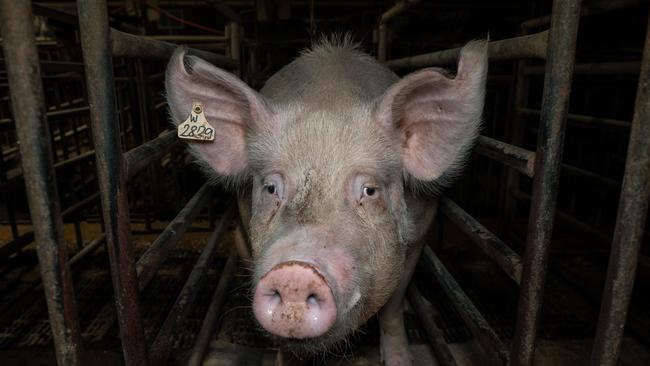 Pig industry leader David Wright is accused of pig cruelty despite speaking at a parliamentary inquiry last year. The footage, which was captured in the months following the inquiry hearings, shows sows confined to small cages on Mr Wrightâs farm with painful, infected pressure sores and debilitating wounds. The footage also shows dozens of stillborn piglets, as well as sick, weak and dying piglets suffering in farrowing crates