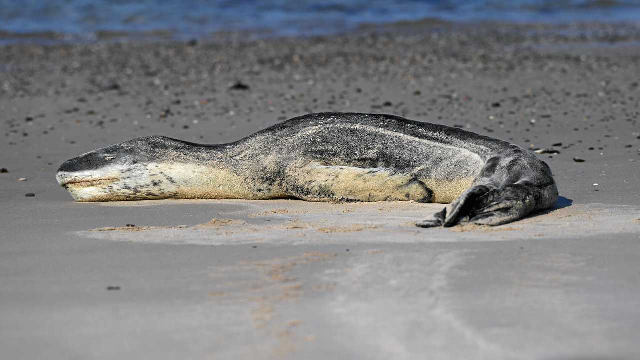 A leopard seal rests on a beach between Byron and Ballina. These creatures are traditionally found in Antartica. Picture: Marc Stapelberg