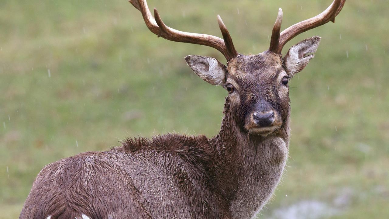 Deer Hunting Season Opens In Tasmania The Mercury