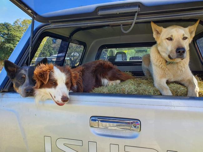 Woodford family lost five dogs in five hours to suspected 1080 baiting. Picture: Candice Gurtner