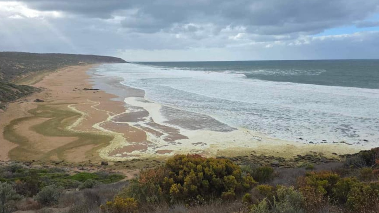 Cause of ‘toxic’ foam on beaches revealed