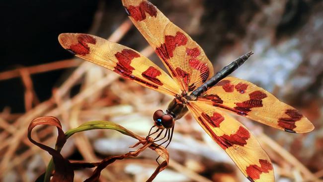 Photo: Sally Ward. The 17th Annual C.ex Coffs Camera Club Nature Photography Competition will be displayed at the National Cartoon Gallery  during October.Entries for the local competition close on September 10.