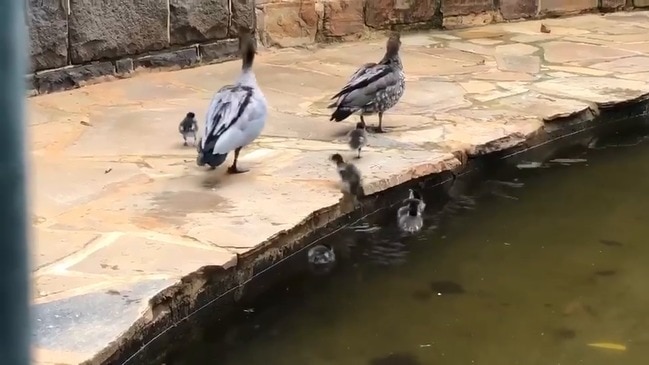 Brave ducklings take leap of faith out of pond in Bendigo