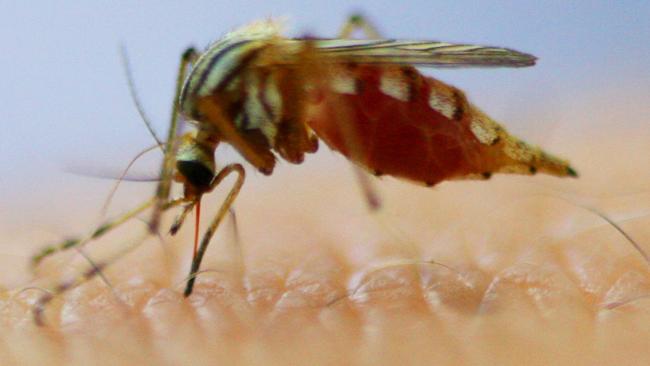 The warm autumn weather has extended the mosquito danger season in the Clarence Valley.