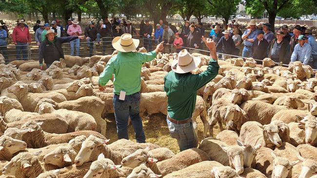 Sheep prices have plummeted this year.