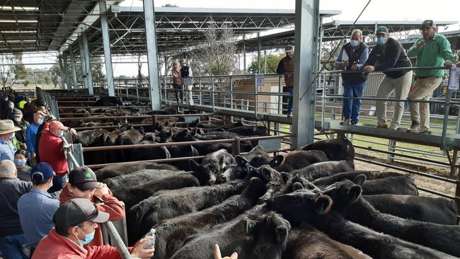 Euroa agents rolled the annual End of Financial Year sale from two days into one this year, with results remaining buoyant at $1920 for young Angus steers; $2480 for grown steers; and $3350 for PTIC cows. Picture: Jenny Kelly