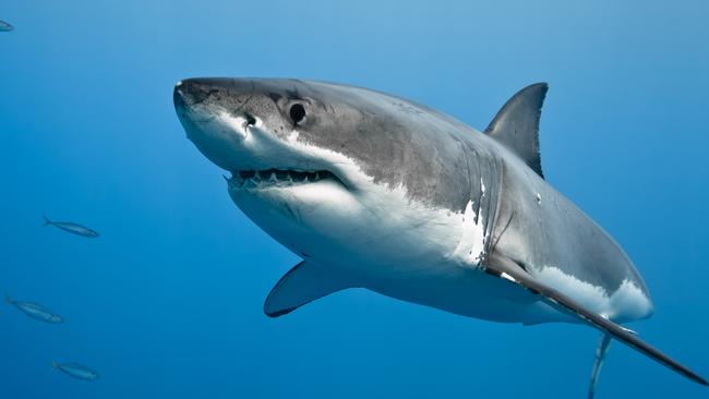 A Great White shark, the species responsible for three deaths in SA waters in the past 10 months.