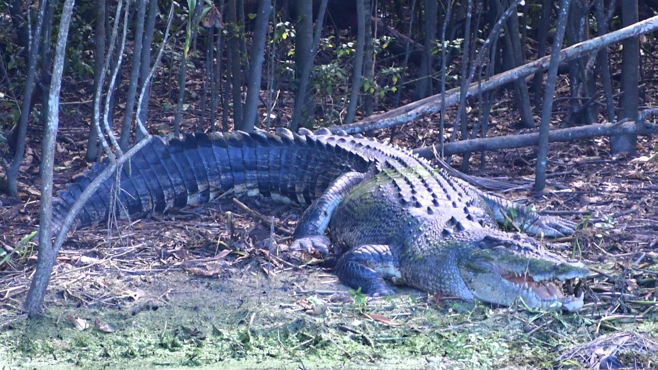 A locally famous saltwater crocodile suns itself on the banks of Palm Creek near Ingham. Picture: Cameron Bates