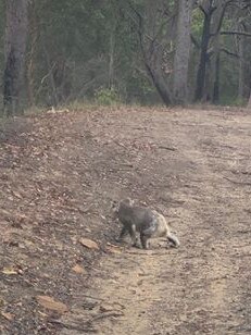 The koala was initially spotted on the side of George Downes Dr in Kulnura.