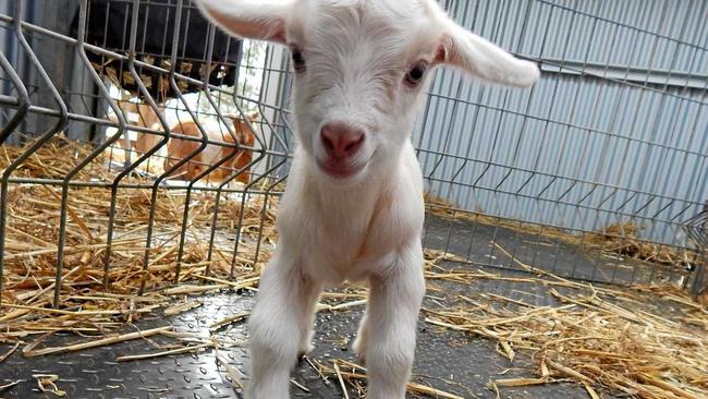 These cute miniature goats from Zodiac Mini Goats at Robertson are full of fun. They make great family pets because of their gentle temperament.