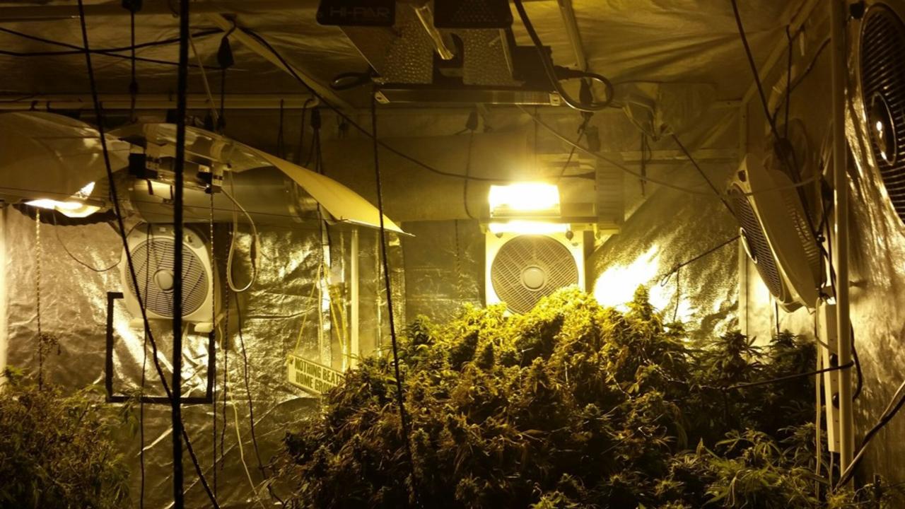 The Branch near Karuah: Hydroponic cannabis setup seized | Daily Telegraph