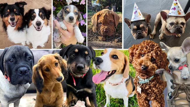 From adorable fur babies to big softie doggos, Mackay’s pups are just too cute to resist. Help search for the region’s cutest puppy of 2024. Look through our gallery and vote.