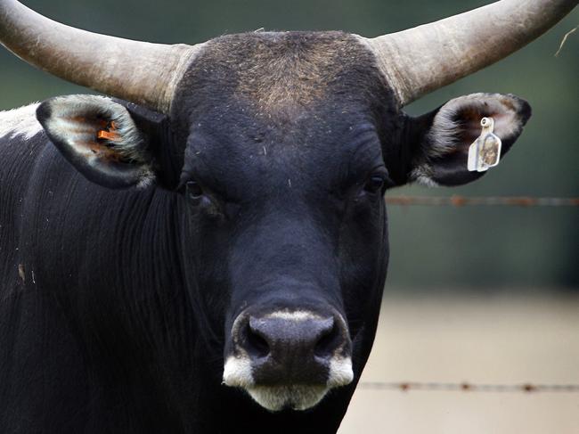 In close to four years on the circuit rodeo bull Suicide has never been ridden for a full eight seconds. Photographed on acreage at Willowbank. Photo: Claudia Baxter / The Queensland Times