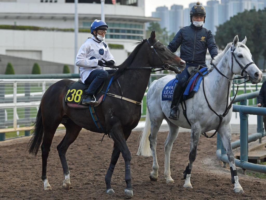 Golden Sixty heads out to trial under Vincent Ho. Picture: HKJC