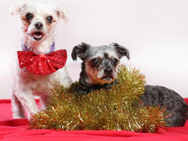 Festive sisters Buttercup and Shortcake can be found at the Lost Dogs’ Home. Picture: David Caird