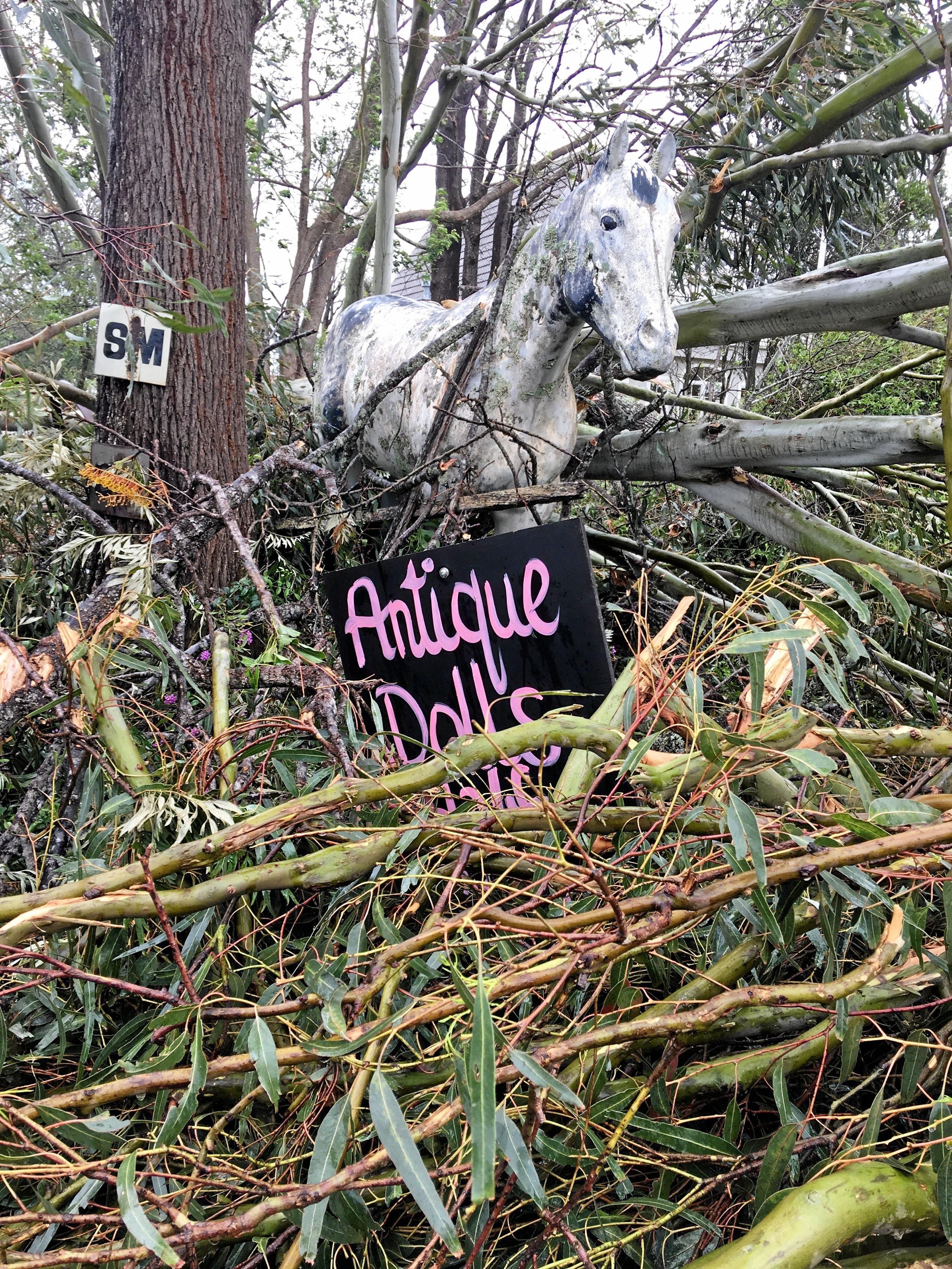 POTTED AND PUMMELED: The lavender farm took the brunt of the storm, receiving buckets of hail and broken windows before losing the roof off of the antique shed. Picture: Erin Anne Zaleski