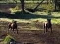 Horses at a property in Stockport have been attacked by dogs. Picture Supplied