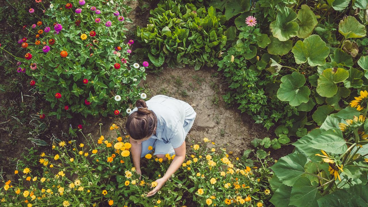 Gardening Tips for Beginners Australia