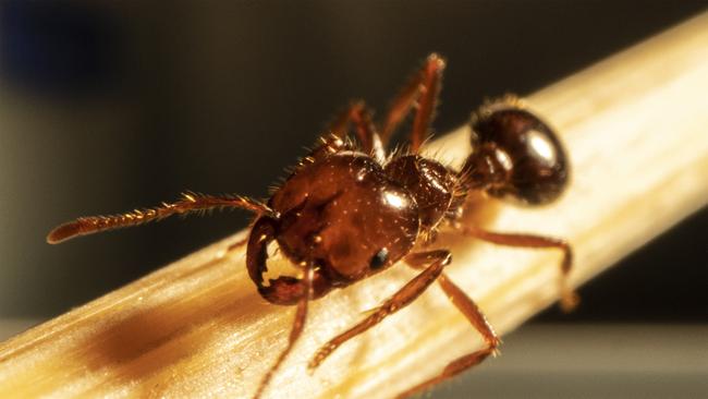 Fire ants are dark reddish-brown with a darker black-brown abdomen and are from two to six millimetres long.