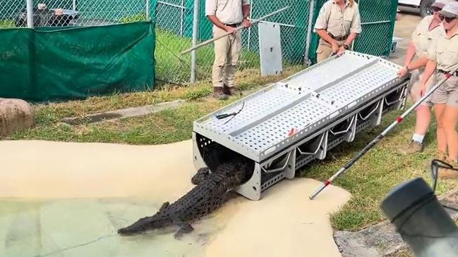 Wildlife officer captured a two-and-a-half metre croc outside a family home in Cardwell. Picture: Department of Environment, Science and Innovation.