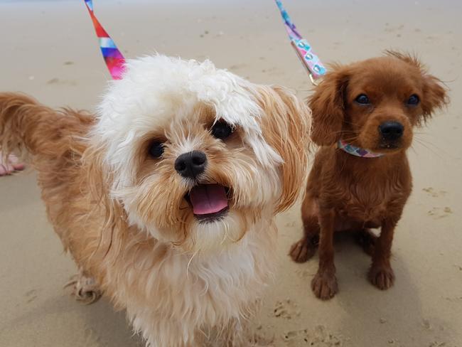 LILO  YOGI: Meet cavoodles Lilo, four months, and Yogi, one year. Lilo is enjoying her first ever trip to the beach.