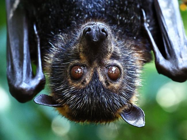 A new study from James Cook University researcher Hillary Whitehouse has revealed that wildlife carers for spectacled flying foxes, commonly known as fruit bats, are under resourced and risk burn out under the current volunteer model. A spectacled flying fox in the care of volunteers at Batreach Kuranda. Picture: Brendan Radke