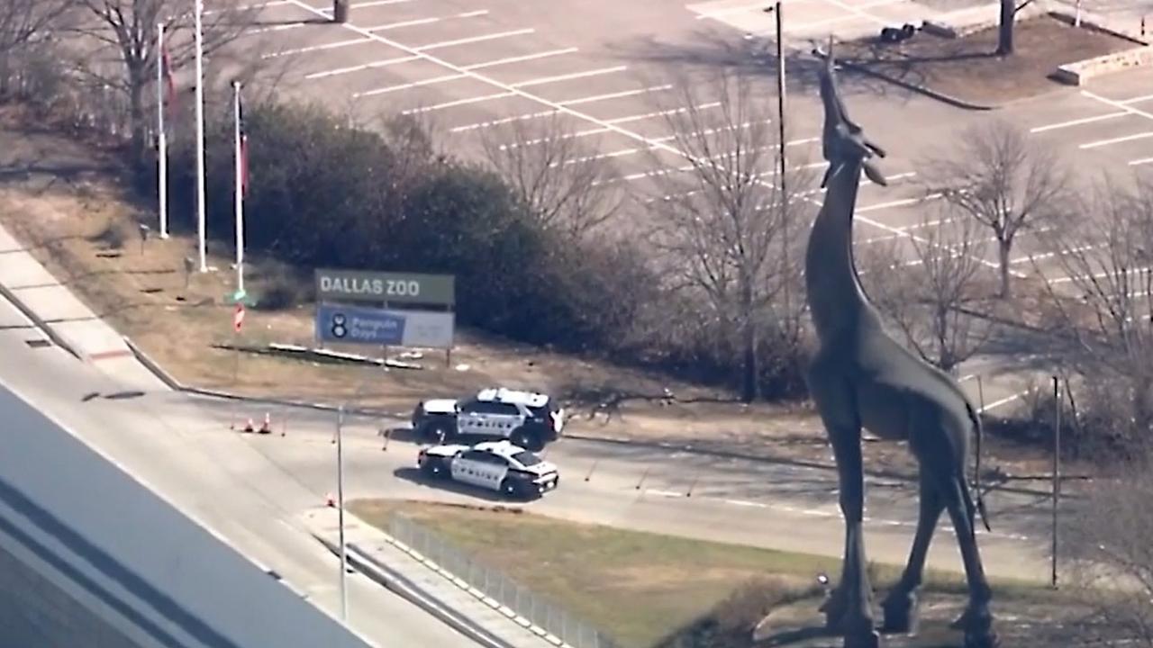 Authorities are confident the leopard did not leave the zoo grounds.